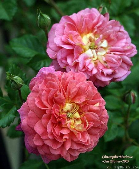 'Christopher Marlowe' rose photo
