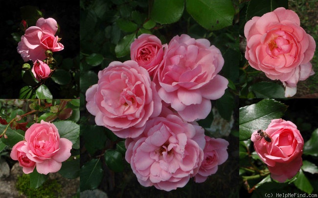 'Milrose ®' rose photo