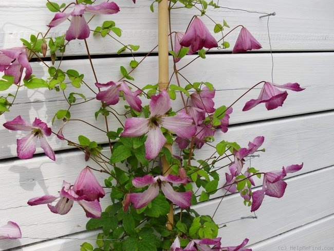 'I Am ® Lady Q' clematis photo