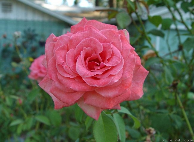 'Favorite Dream' rose photo