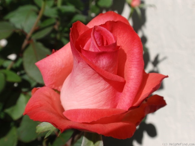 'Raphaela ®' rose photo