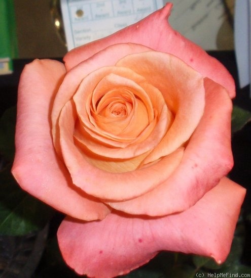 'Exotica ®' rose photo