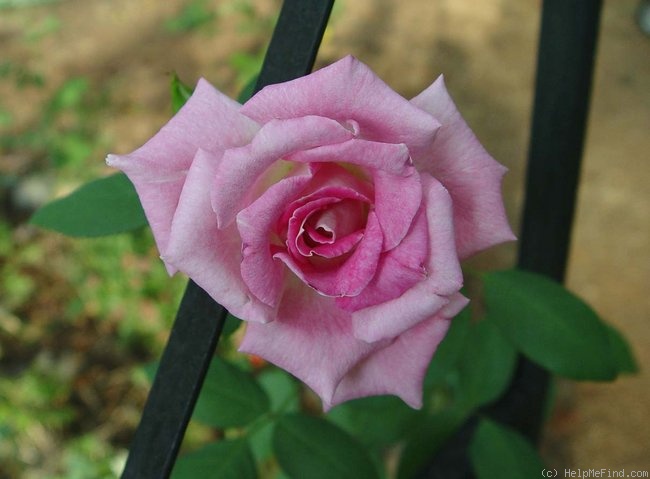 'Margarete Fuchs' rose photo