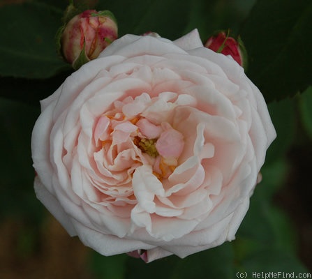 'Mademoiselle Blanche Lafitte (Bourbon, Pradel, 1851)' rose photo