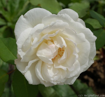 'Mademoiselle de Sombreuil' rose photo