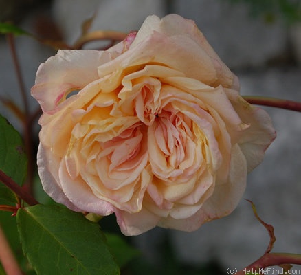 'Mademoiselle Franziska Krüger' rose photo