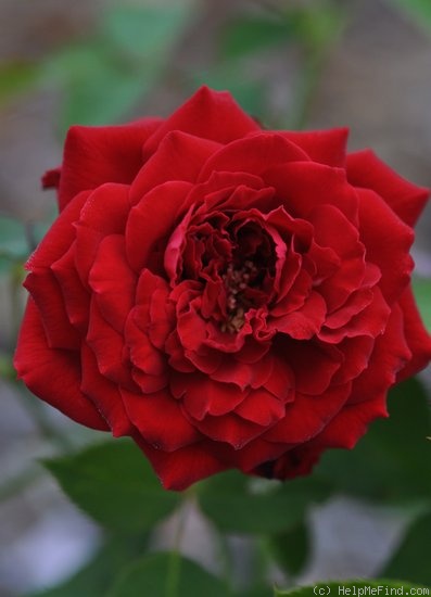 'Dream Scarlet' rose photo
