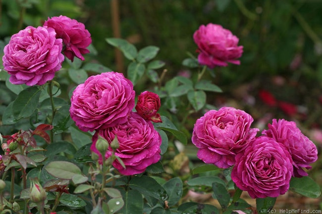 'Heidi Klum Rose ®' rose photo