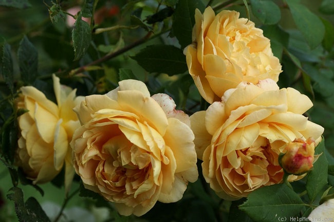 'Golden Celebration ™' rose photo
