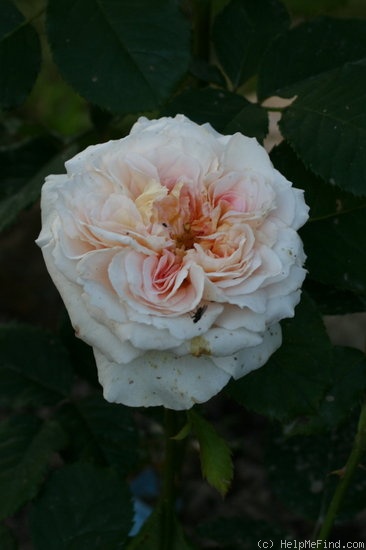 'Véronique B. ®' rose photo