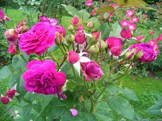 'ORA 2437-02' rose photo
