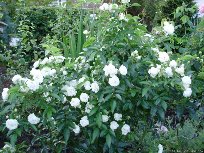 'Yvonne Rabier' rose, click to enlarge 'Yvonne Rabier' rose photo