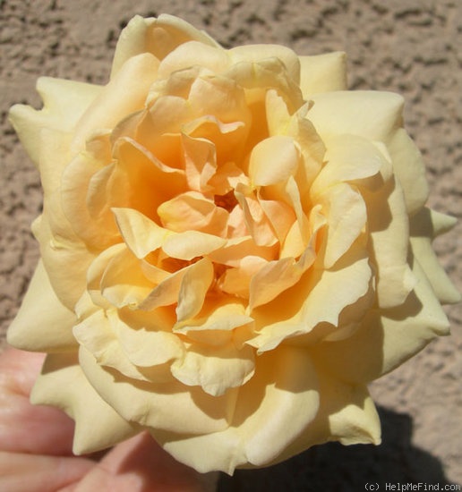 'ARBXGOBDOB' rose photo