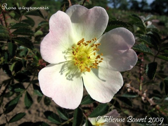 '<i>Rosa aveyronensis</i> H.J. Coste' rose photo