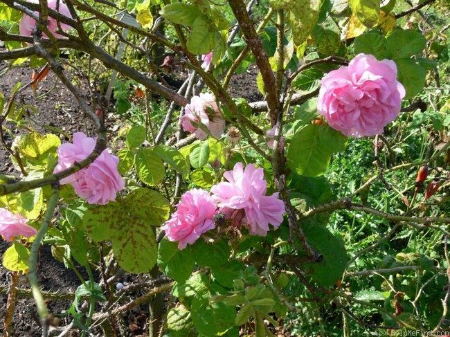 'Quatre Saisons à feuilles bullées' rose photo