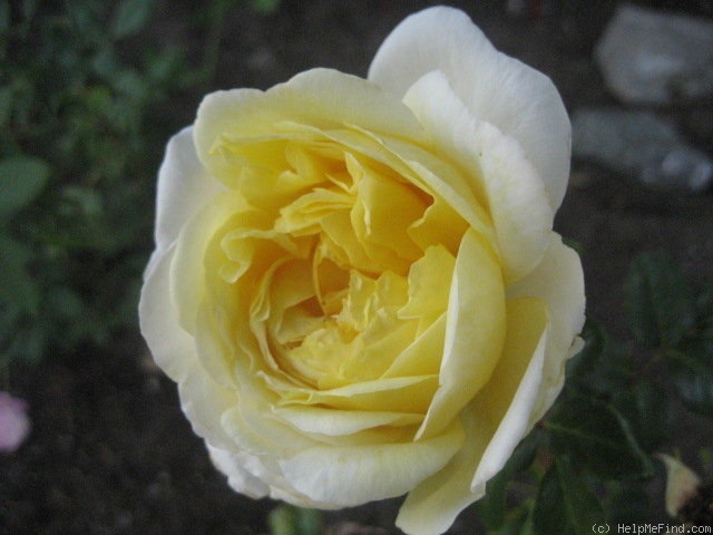 'Golden Globe' rose photo