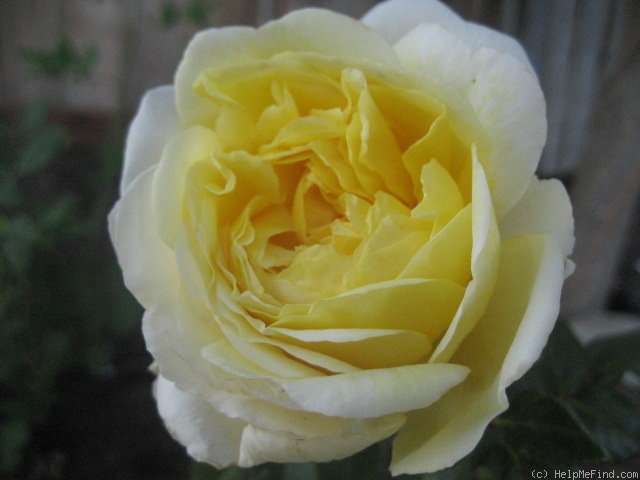 'Golden Globe' rose photo