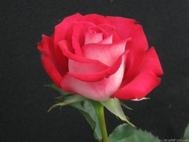 'Shawn Sease' rose photo