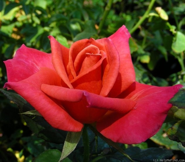 'O'Rilla' rose photo