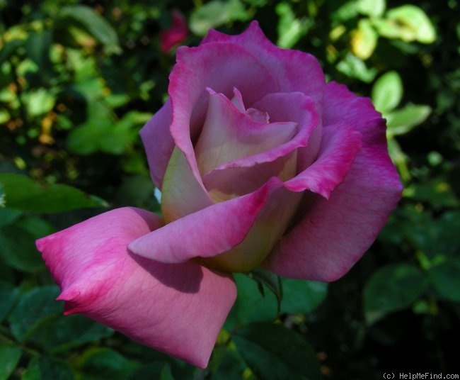 'Twilight Zone (Grandiflora, Williams 1996)' rose photo