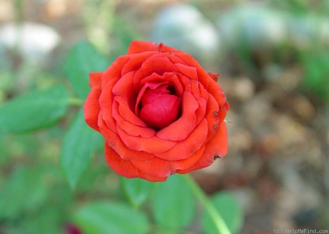 'Cherry Folies ®' rose photo