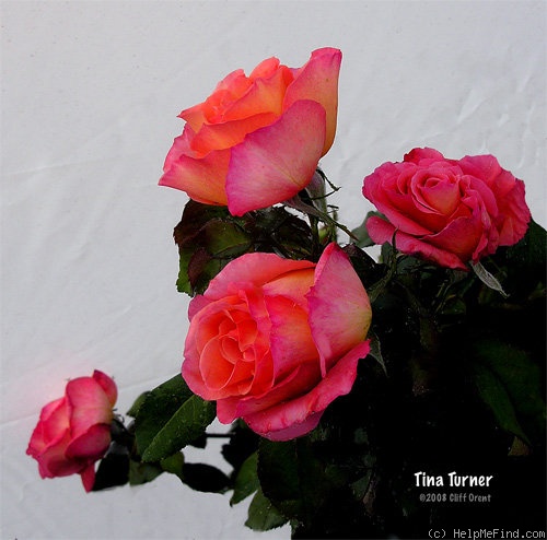 'Tina Turner' rose photo
