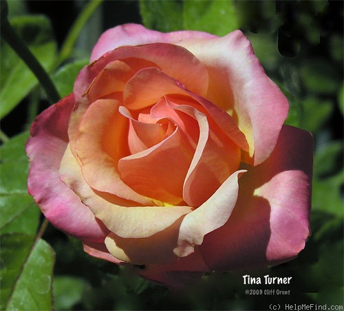 'Tina Turner' rose photo