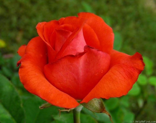 'Kanagem' rose photo