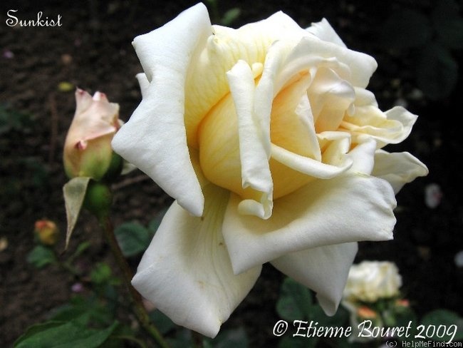 'Sunkist (hybrid tea, Hill, 1932)' rose photo