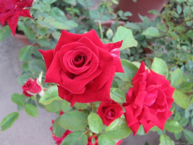 'Robin Alonso ™' rose photo