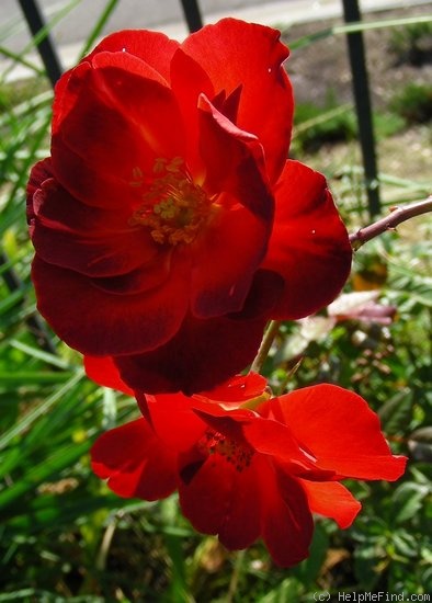 'Dragon's Blood' rose photo