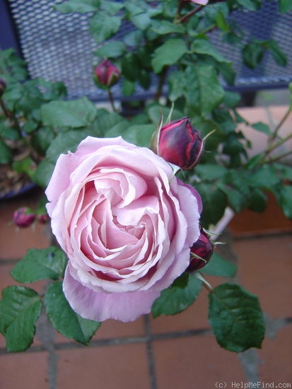 'Soeur Emmanuelle ®' rose photo