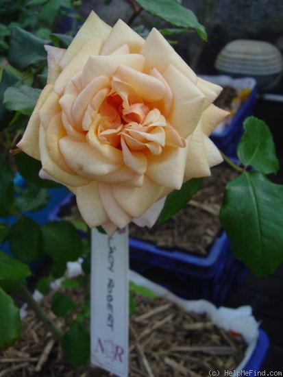 'Lady Roberts' rose, click to enlarge 'Lady Roberts' rose photo