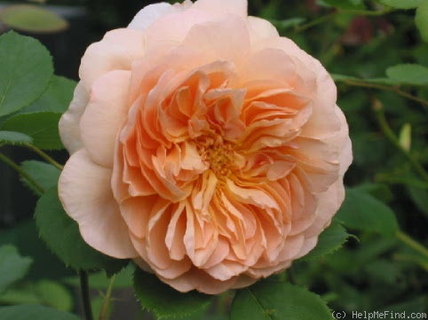 'Tea Clipper' rose photo