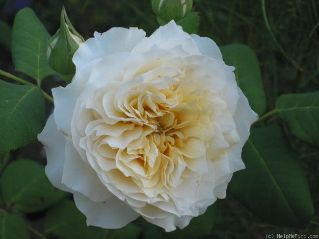 'Swan ®' rose photo