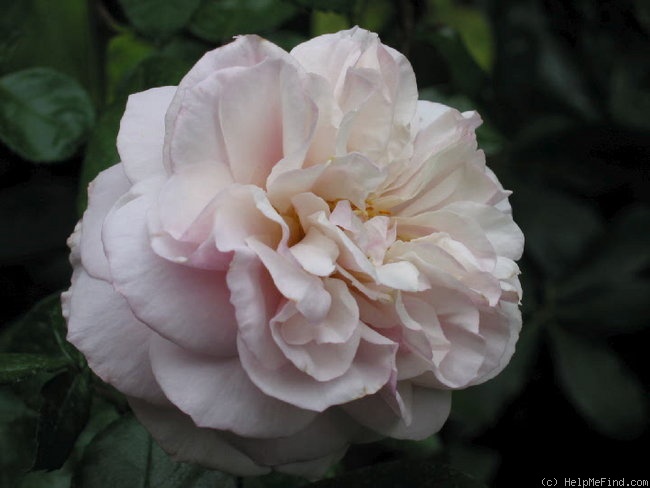 'Herkules ®' rose photo