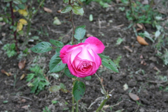 'Diane d'Urfé' rose photo