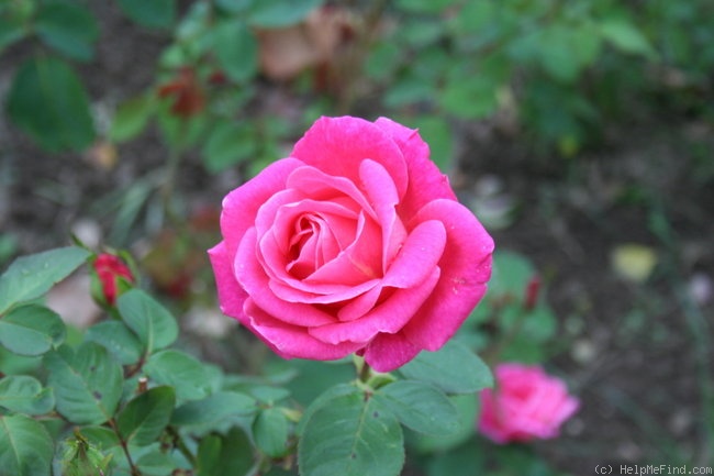 'Aveu' rose photo