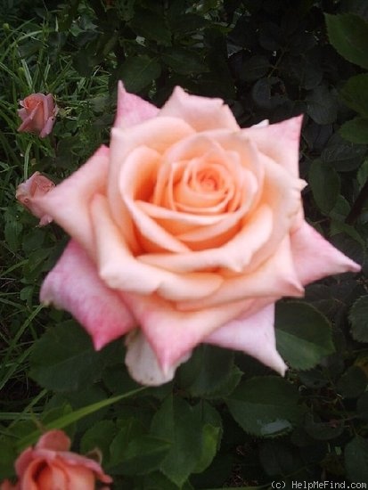 'Kordroper' rose photo