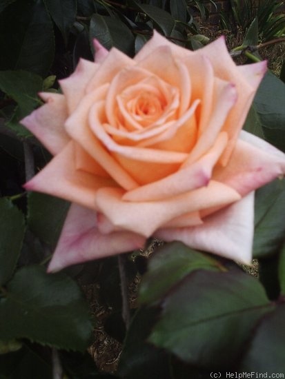 'Kordroper' rose photo
