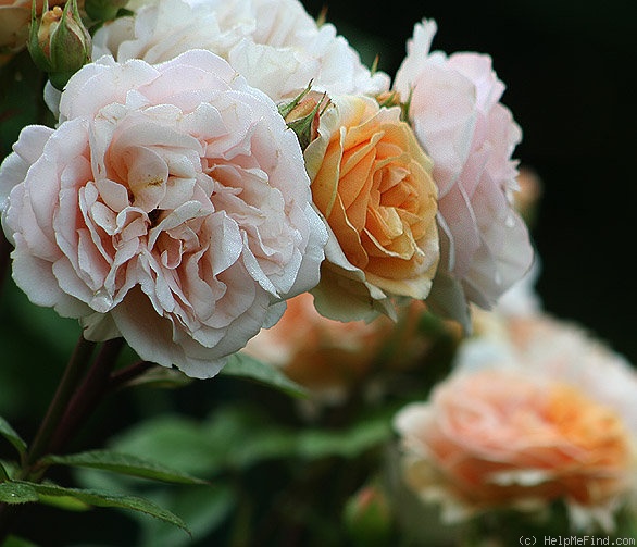 'Charles Austin ' rose photo