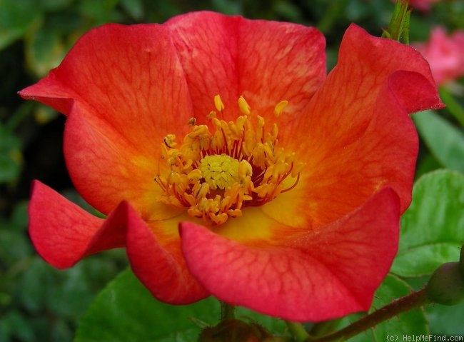 'Yann Arthus-Bertrand ®' rose photo