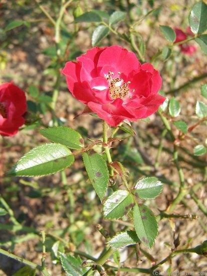 'Tiny Jack' rose photo