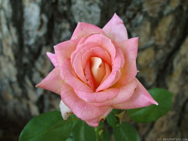 'Pocahontas (Hybrid Tea, Wlliams 2000)' rose photo
