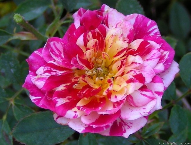 'Charlie Brown ™ (miniature, Moore, 1996)' rose photo