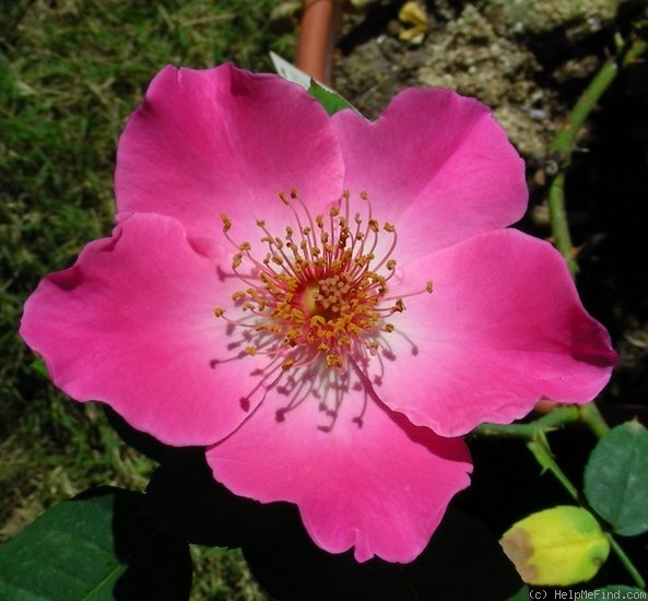 'Bonnie Jean' rose photo