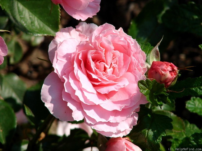 'Rossetti Rose' rose photo