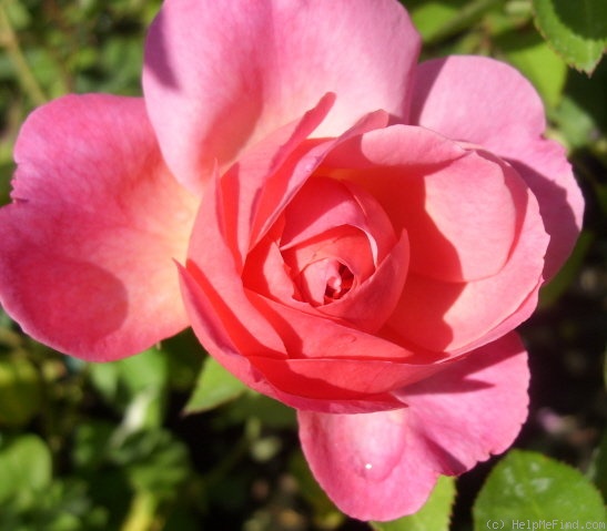 'Hyde Hall ®' rose photo