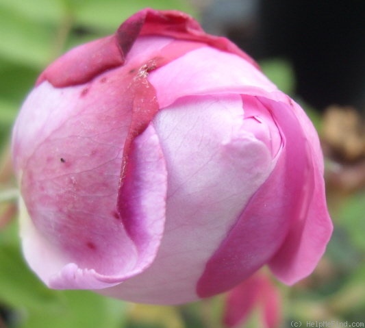 'Rose Edouard' rose photo