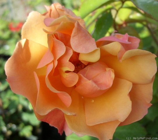 'MEIpomolo' rose photo